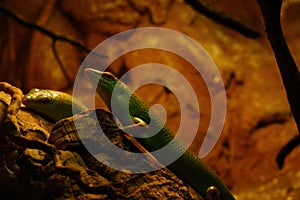 View of the green lizard in the park for animals