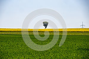 View of green meadows and fields and scattered trees near Freital Dresden,Germany