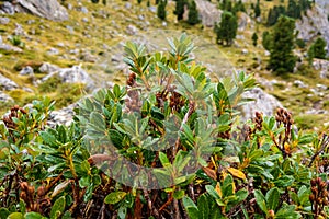 View of green mountain plants with dew drops