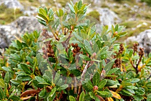 View of green mountain plants with dew drops