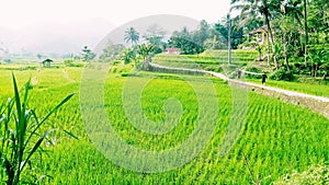 the view of green mountain rice fields, cool air, peace and tranquility