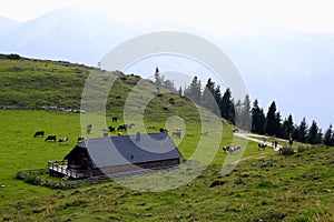 The view on the green mountains meadows with a house and the cows.