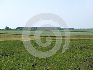 View of a green oat field