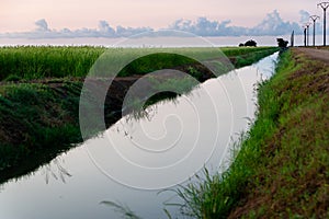 View of green paddy field with water canal at dawn in ebro delta national park, quiete scene with warm light and clouds. Rice is