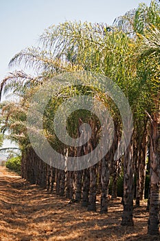 ROWS OF PALM TREES WITH GREEN PALM BRANCHES