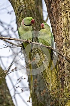 View of green parakeets Psittacula krameri