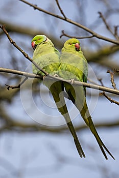 View of green parakeets Psittacula krameri