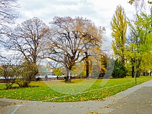 View on green path with trees through fields in Prague, gold autumn.