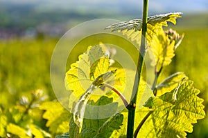 View on green premier cru champagne vineyards in village Hautvillers near Epernay, Champange, France