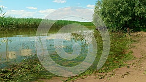 View of green reeds and scum on the river shore. Water of calm river in sunny afternoon.