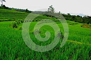 View green rice field terraces Bali