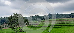 view of green rice fields and gray sky