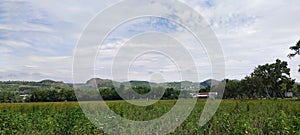 View of green rice fields with hills and blue clouds