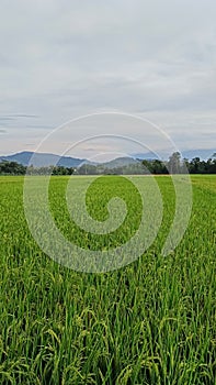 View of green rice fields with a road flanked by rice fields and surrounded by hills