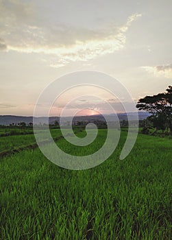 View of green rice fields at sunset in the afternoon