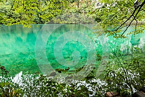 View of green transparent water with floating fish