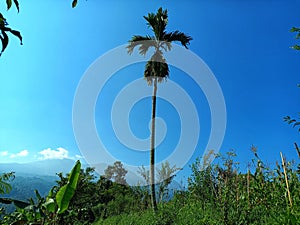 the view of the green trees around the mountain, under the blue sky is soothing to the eyes photo