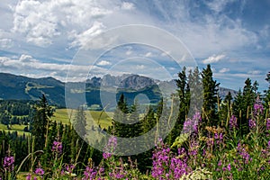 View of the green valley against the backdrop of mountains in the Dolomites