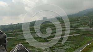 A view of green vegetable fields with a terrace system in the mountains