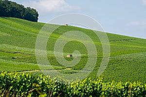 View on green vineyards in Champagne region near Cramant village,  France, white chardonnay wine grapes growing on chalk soils