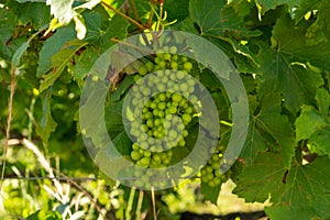 View on green vineyards in Champagne region near Epernay, France, white chardonnay wine grapes growing on chalk soils