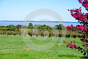 View on green vineyards, wine domain or chateau in Haut-Medoc red wine making region, Bordeaux, left bank of Gironde Estuary,