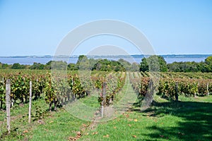 View on green vineyards, wine domain or chateau in Haut-Medoc red wine making region, Bordeaux, left bank of Gironde Estuary,
