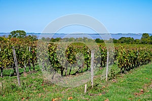 View on green vineyards, wine domain or chateau in Haut-Medoc red wine making region, Bordeaux, left bank of Gironde Estuary,