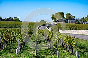 View on green vineyards, wine domain or chateau in Haut-Medoc red wine making region, Bordeaux, left bank of Gironde Estuary,