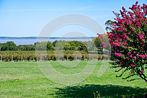 View on green vineyards, wine domain or chateau in Haut-Medoc red wine making region, Bordeaux, left bank of Gironde Estuary,