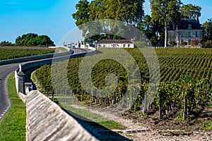 View on green vineyards, wine domain or chateau in Haut-Medoc red wine making region, Bordeaux, left bank of Gironde Estuary,