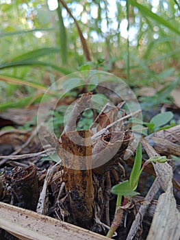 view of green weeds from below
