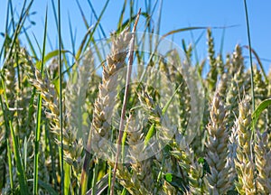 Green wheat background