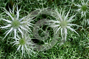 View of green and white prickly flowers in Inverewe Gardens in the Scottish Higlands