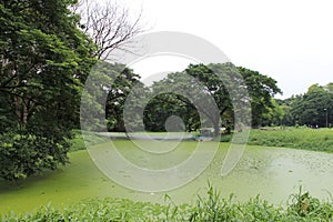 View of the greenery inside Acharya Jagadish Chandra Bose Indian Botanic Garden, Shibpur