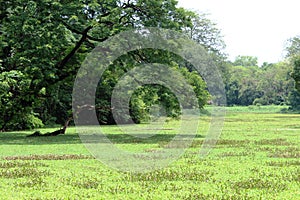 View of the greenery inside Acharya Jagadish Chandra Bose Indian Botanic Garden, Shibpur