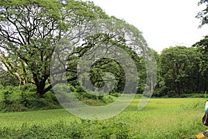 View of the greenery inside Acharya Jagadish Chandra Bose Indian Botanic Garden, Shibpur