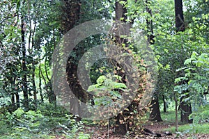 View of the greenery inside Acharya Jagadish Chandra Bose Indian Botanic Garden, Shibpur