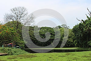 View of the greenery inside Acharya Jagadish Chandra Bose Indian Botanic Garden, Shibpur