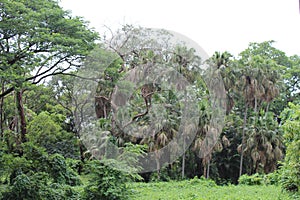 View of the greenery inside Acharya Jagadish Chandra Bose Indian Botanic Garden, Shibpur