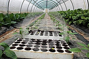 View of a greenhouse