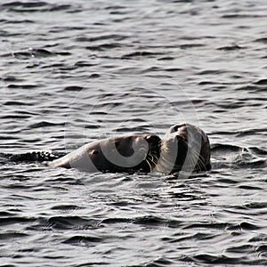 A view of a Grey Seal