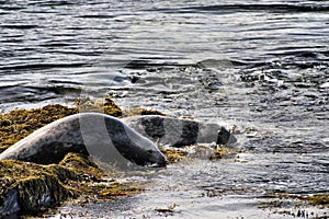 A view of a Grey Seal