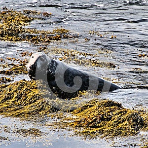 A view of a Grey Seal