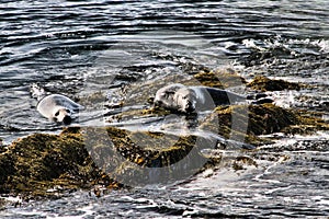 A view of a Grey Seal