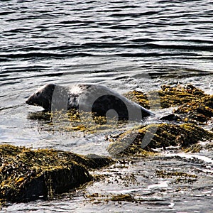 A view of a Grey Seal