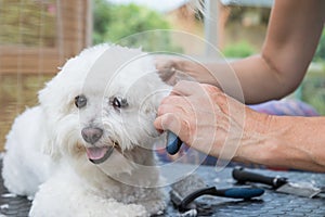 View of the groomer`s; hands combing the white Bolognese dog