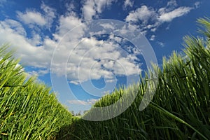 View from the ground in a field