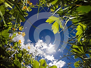 View from ground level of a meadow