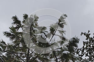 The tops of the pine trees in the winter storm